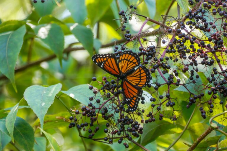 A vibrant orange butterfly resting on ripe elderberries among green leaves, highlighting the natural beauty of elderberry plants used for immune-supporting health benefits.