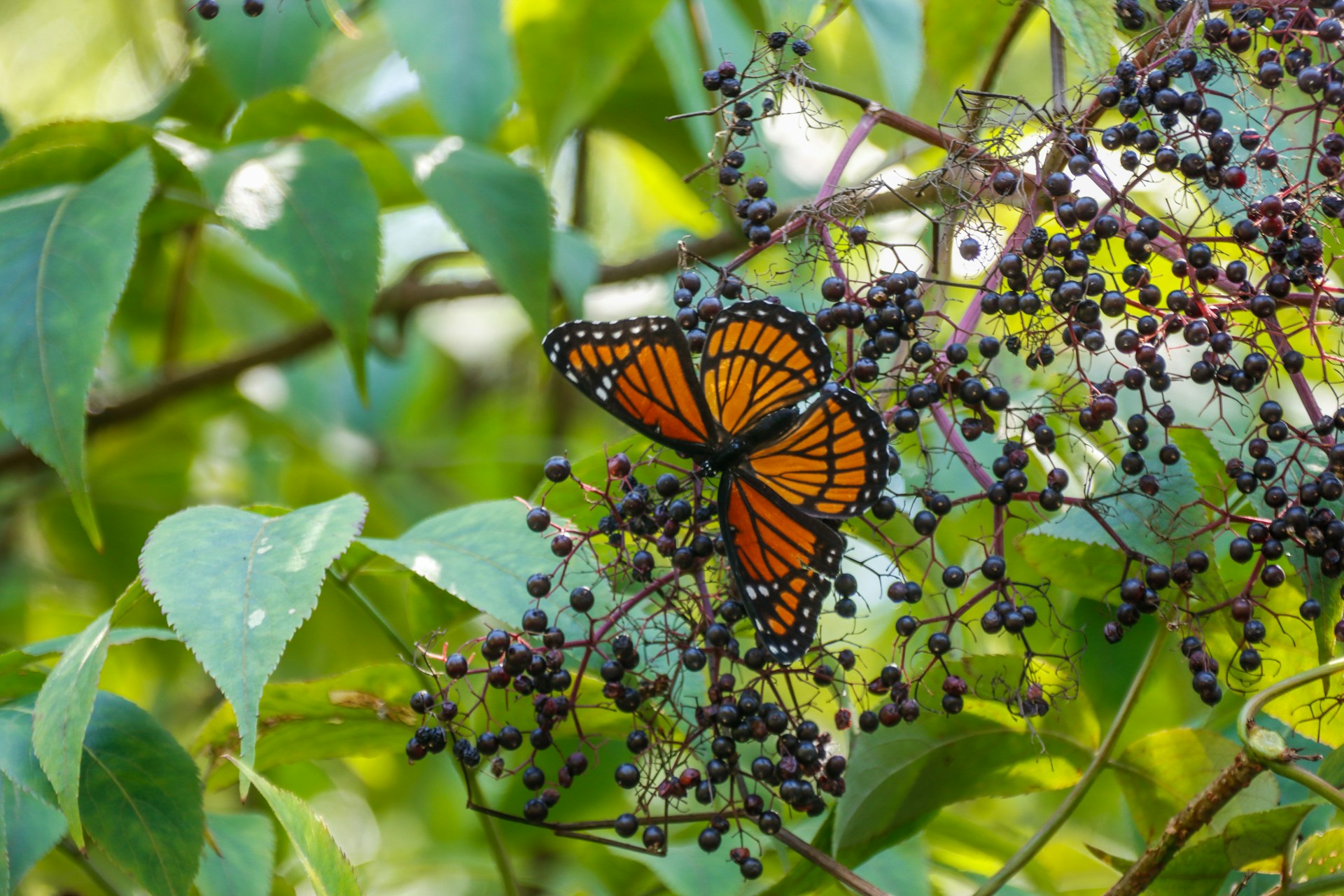 A vibrant orange butterfly resting on ripe elderberries among green leaves, highlighting the natural beauty of elderberry plants used for immune-supporting health benefits.