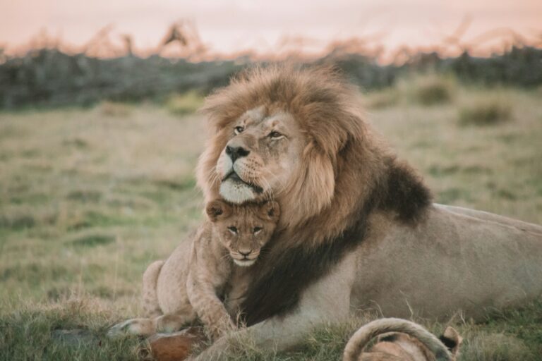 A male lion resting protectively with a lion cub in the savannah, symbolizing courage, leadership, and strength in times of uncertainty.