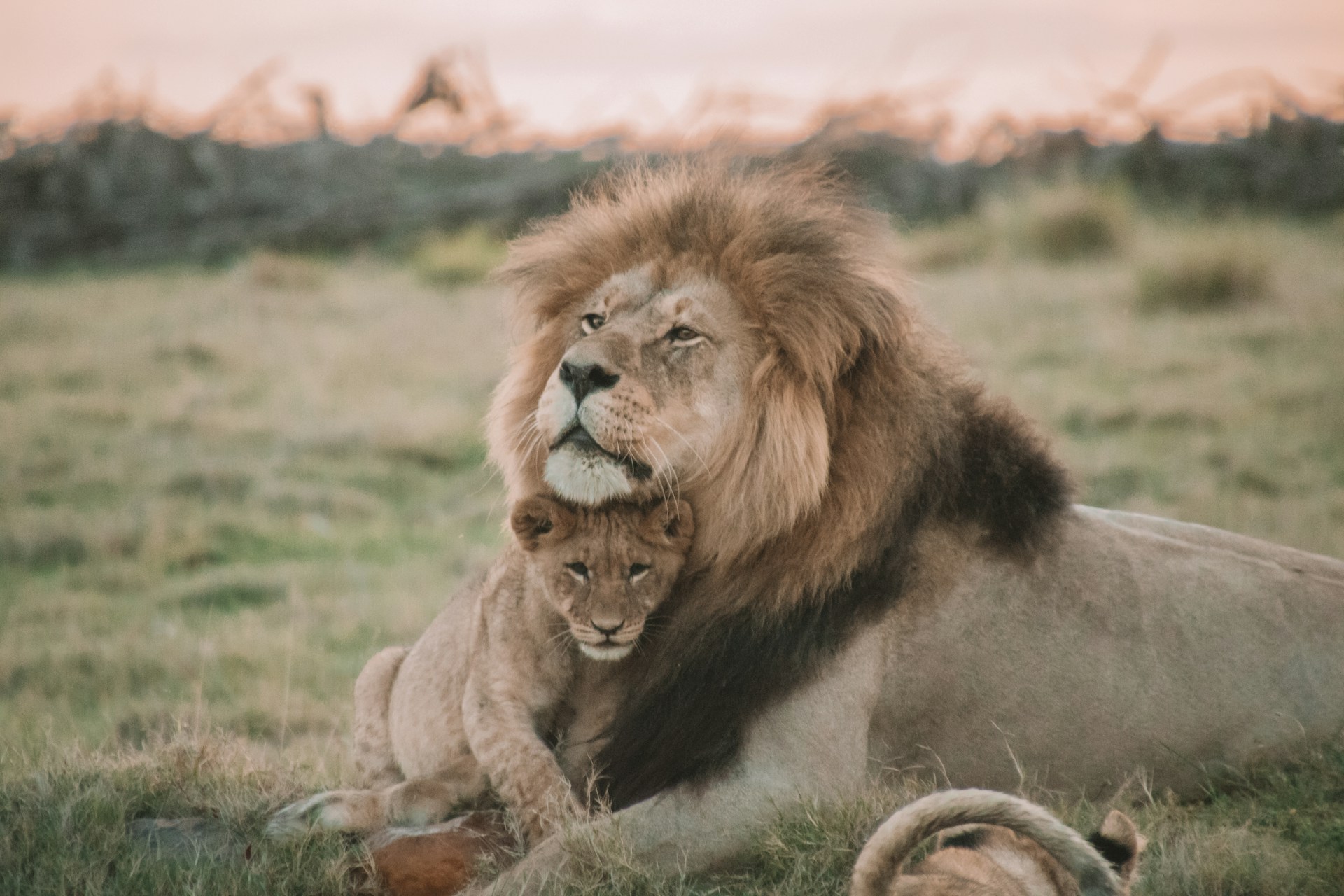 A male lion resting protectively with a lion cub in the savannah, symbolizing courage, leadership, and strength in times of uncertainty.