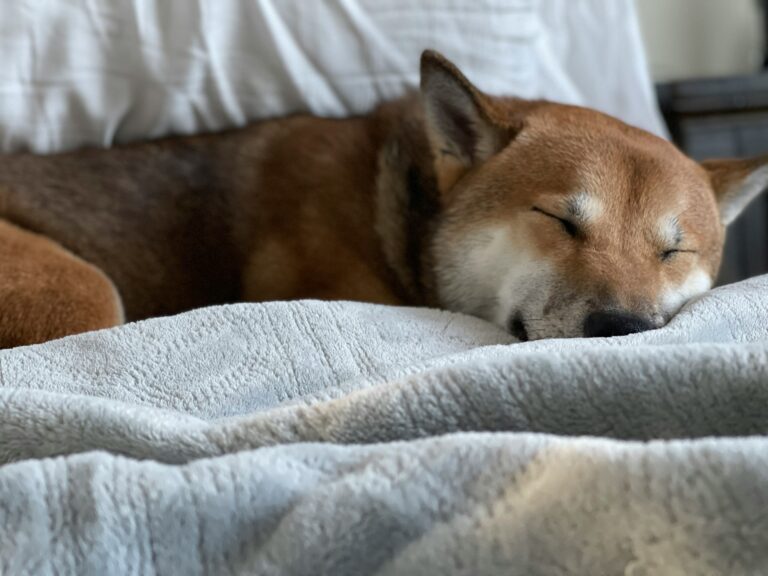 A Shiba Inu dog sleeping peacefully on a soft bed, resting with eyes closed in a calm indoor setting.