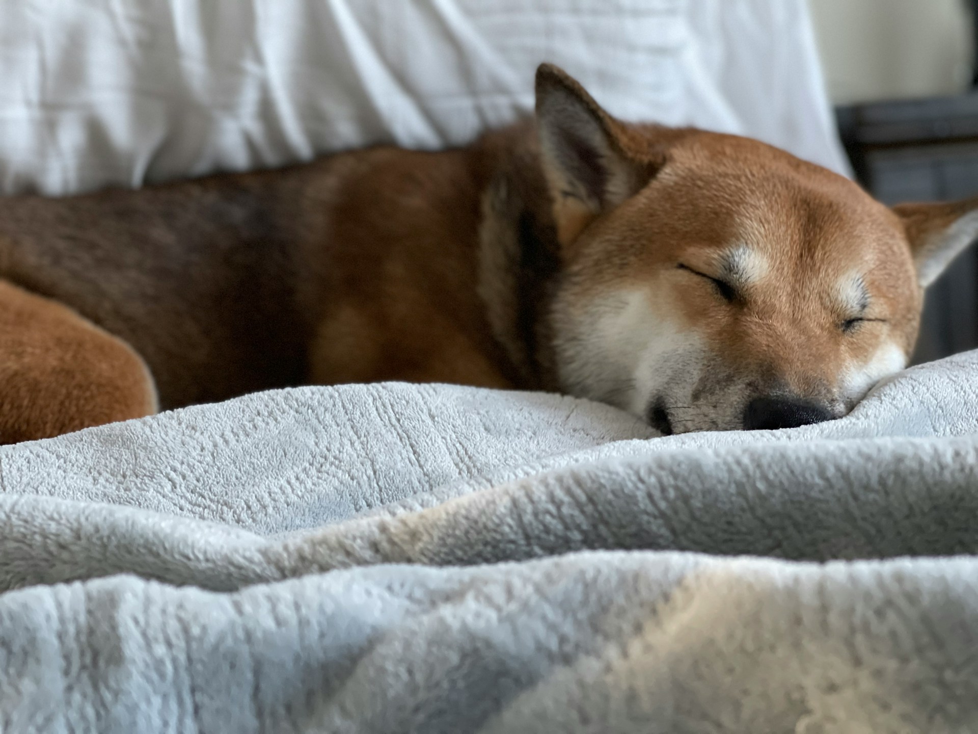A Shiba Inu dog sleeping peacefully on a soft bed, resting with eyes closed in a calm indoor setting.