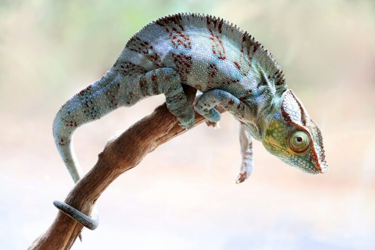 A chameleon clinging to a branch and subtly changing its color, symbolizing how bold leaders often adapt and conform to organizational systems without structural support for change.