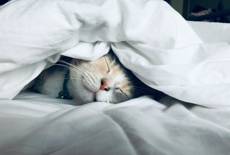 Cat sleeping peacefully under a blanket, representing deep sleep and comfort