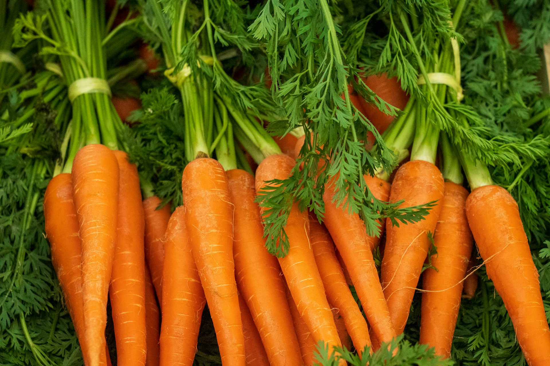 A bunch of fresh orange carrots with green tops lying on a rustic wooden kitchen table beside a sunlit window.